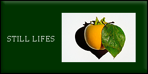 Portfolio Still Lifes